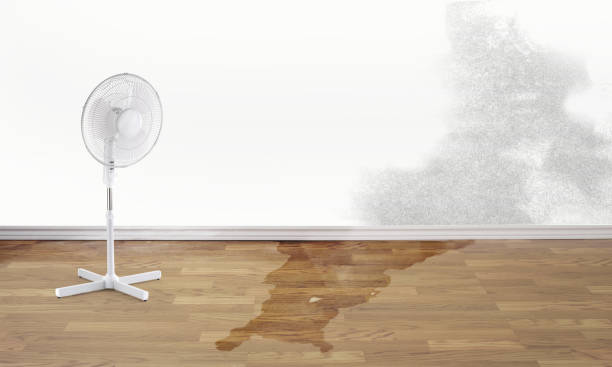 Best Carpet water damage restoration  in Spencer, WI